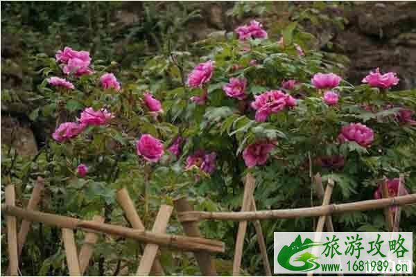 2020彭州牡丹花节门票多少钱 在哪里和举办时间和活动介绍