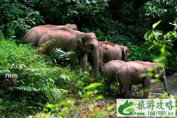 国内哪些景区是天然氧吧好去处 国内哪些景区是天然氧吧好去处