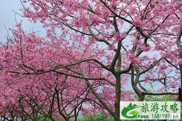 永福樱花园几月去最美 永福樱花园几月去最美