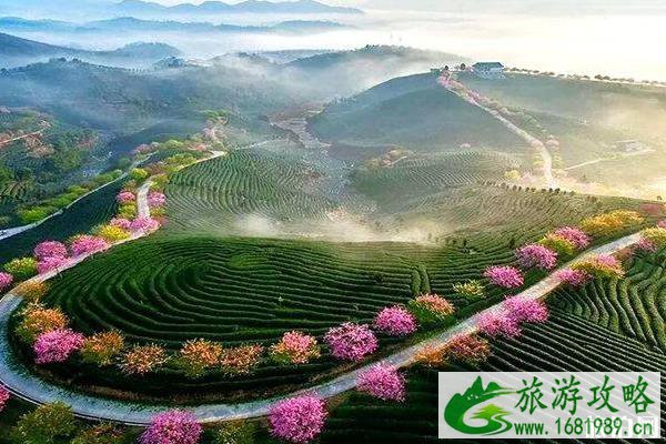 永福樱花园几月去最美 永福樱花园几月去最美