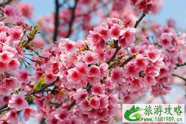 永福樱花园几月去最美 永福樱花园几月去最美