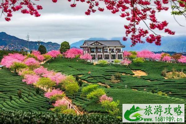 永福樱花园几月去最美 永福樱花园几月去最美