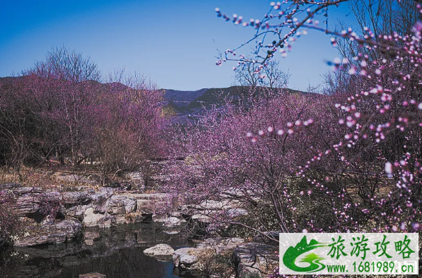 北京春天适合去哪玩 4月北京去哪玩比较好 北京春天适合去哪玩 4月北京去哪玩比较好