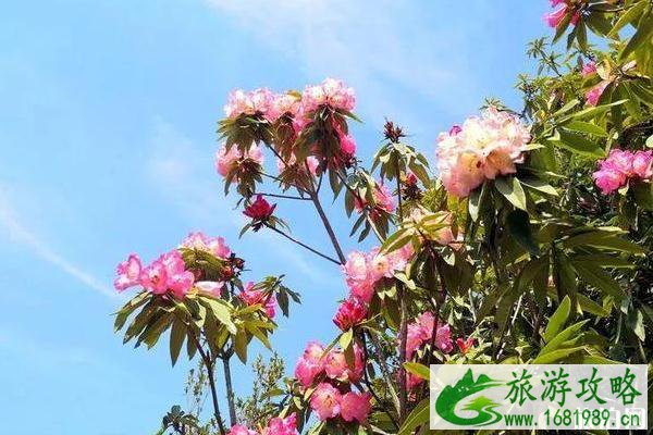 2020百里杜鹃花门票免费优惠政策