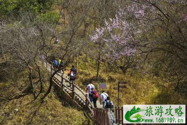 薛家寨景区开放了吗 2020薛家寨景区开放时间 薛家寨景区开放了吗 2020薛家寨景区开放时间