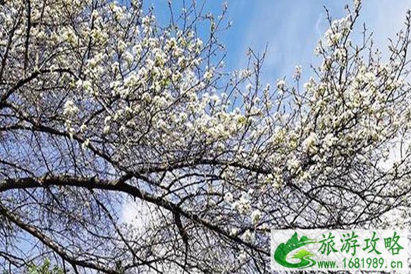 2020丹巴景区开放时间和景区介绍