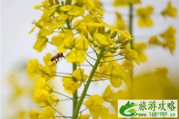 2020苏州赏花的地方推荐