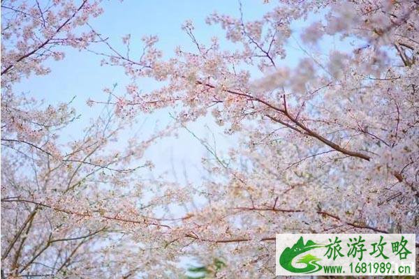 2020苏州赏花的地方推荐