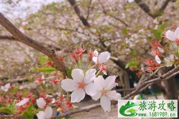2020苏州赏花的地方推荐