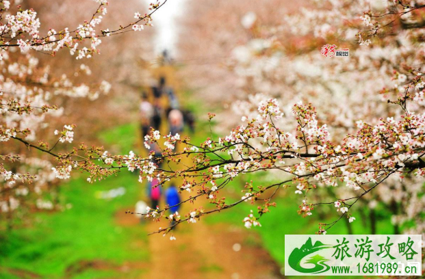 2020年清明节可以去旅游吗 清明节适合去哪里旅游 2020年清明节可以去旅游吗 清明节适合去哪里旅游