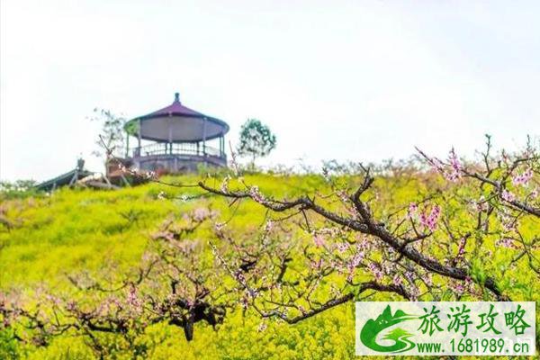 2020城山沟桃花开了吗和观赏攻略