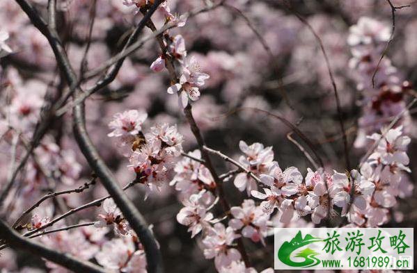 北京高芹路自驾游路线及攻略 北京高芹路自驾游路线及攻略