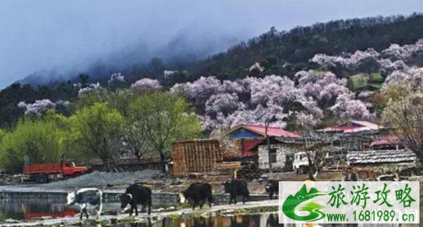 2020年林芝波密波堆桃花谷最小消息 2020年林芝波密波堆桃花谷最小消息