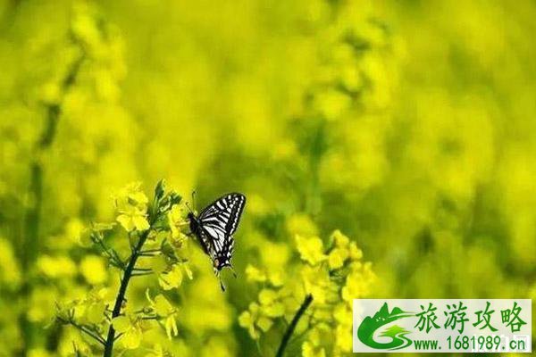 无锡阳山春天赏花的地方推荐