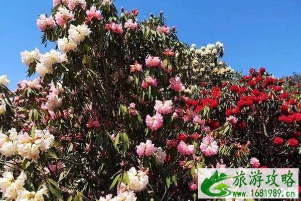 2020百里杜鹃开花了吗 观赏路线和景点介绍