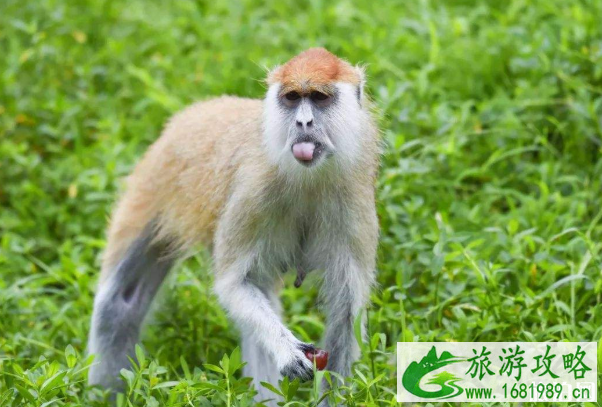 旅游中动物虐待行为有哪些 景区怎么游玩不会虐待动物