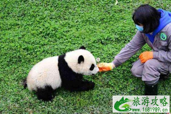 中国大熊猫保护研究中心开放时间2020 中国大熊猫保护研究中心开放时间2020