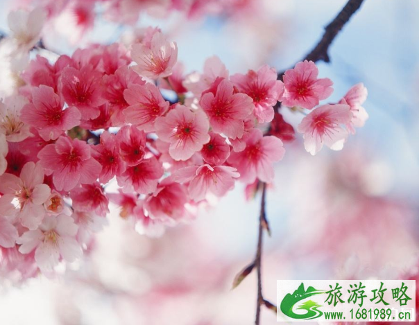 3月南京哪里可以赏樱-开放时间及预约信息