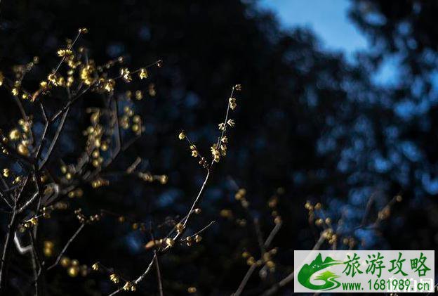 北京卧佛寺游玩攻略2020 北京卧佛寺介绍 北京卧佛寺游玩攻略2020 北京卧佛寺介绍