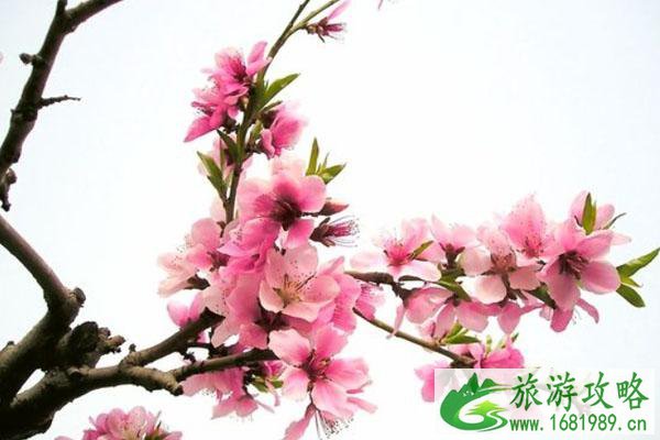 三月赏花去哪里 国内赏花景点推荐