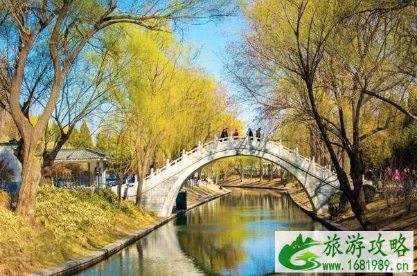 北京迎春花哪里最多 北京迎春花哪里最多