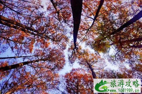 2020鸡公山开放时间 鸡公山景区门票价格优惠免费政策 2020鸡公山开放时间 鸡公山景区门票价格优惠免费政策