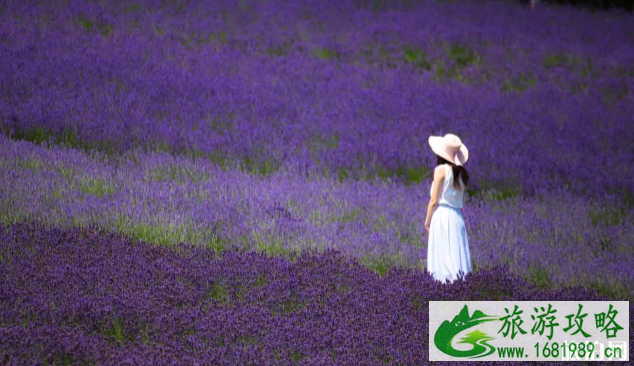 夏天去日本哪里旅游好 日本夏季赏花时间