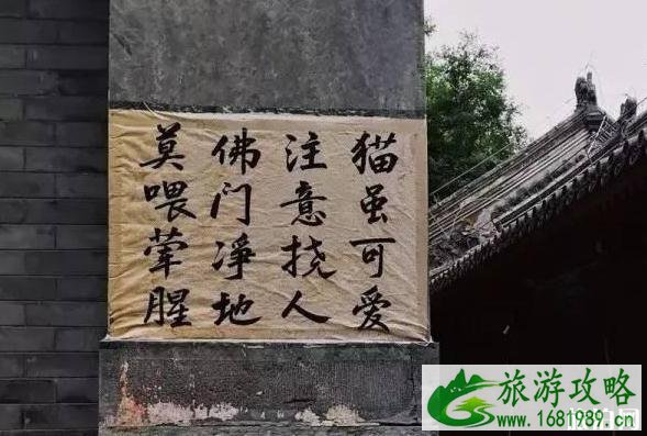北京法源寺为什么有很多猫 北京法源寺为什么有很多猫