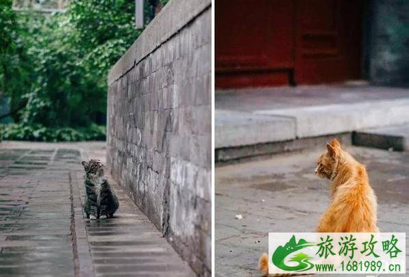 北京法源寺为什么有很多猫 北京法源寺为什么有很多猫