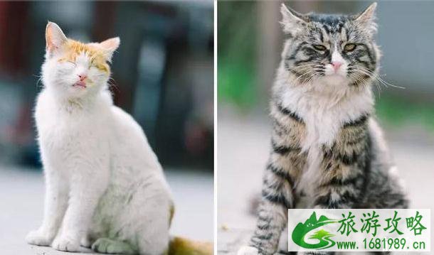 北京法源寺为什么有很多猫 北京法源寺为什么有很多猫