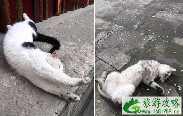 北京法源寺为什么有很多猫 北京法源寺为什么有很多猫