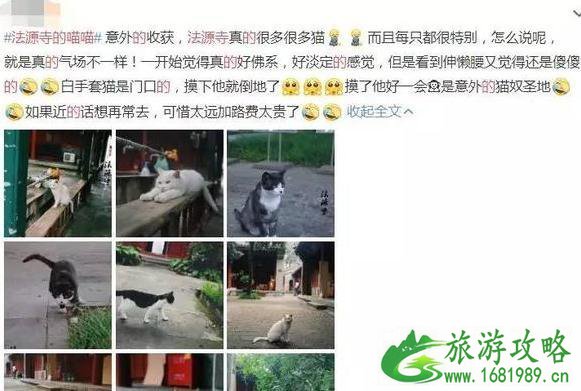 北京法源寺为什么有很多猫 北京法源寺为什么有很多猫