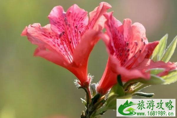 三月深圳赏花好去处 景点推荐