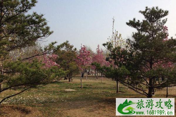 2020北京国际雕塑公园玉兰赏花季取消 2020北京国际雕塑公园玉兰赏花季取消