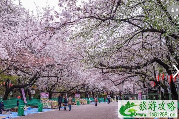 2020东京上野公园樱花开放 禁止游客野餐