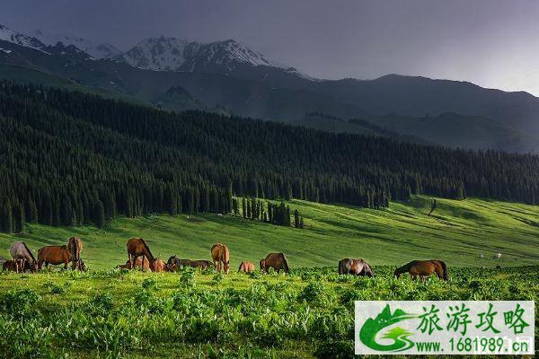 2020那拉提草原开放时间 那拉提门票免费半价优惠政策 2020那拉提草原开放时间 那拉提门票免费半价优惠政策