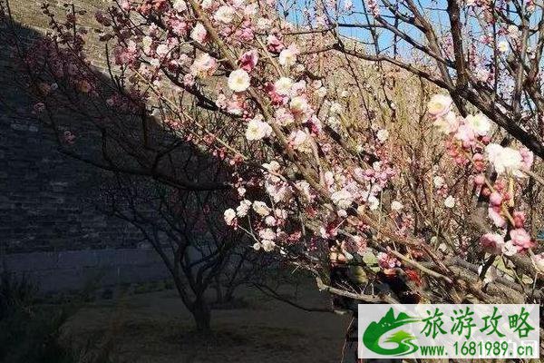 2020北京赏花时间表 地点+时间 2020北京赏花时间表 地点+时间