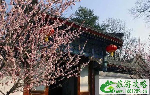 2020北京赏花时间表 地点+时间 2020北京赏花时间表 地点+时间