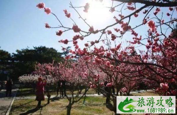 2020北京赏花时间表 地点+时间 2020北京赏花时间表 地点+时间
