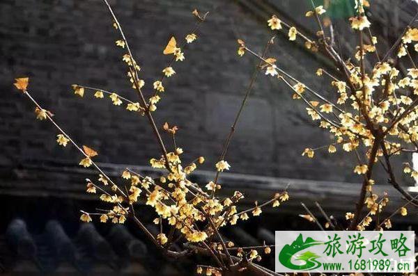 2020北京赏花时间表 地点+时间 2020北京赏花时间表 地点+时间