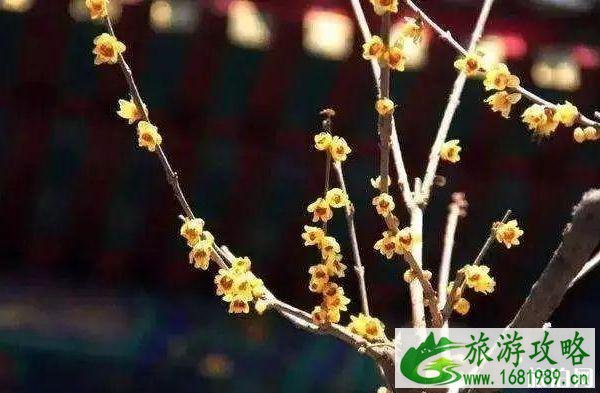 2020北京赏花时间表 地点+时间 2020北京赏花时间表 地点+时间