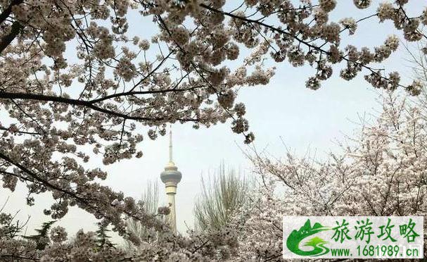 2020北京赏花时间表 地点+时间 2020北京赏花时间表 地点+时间