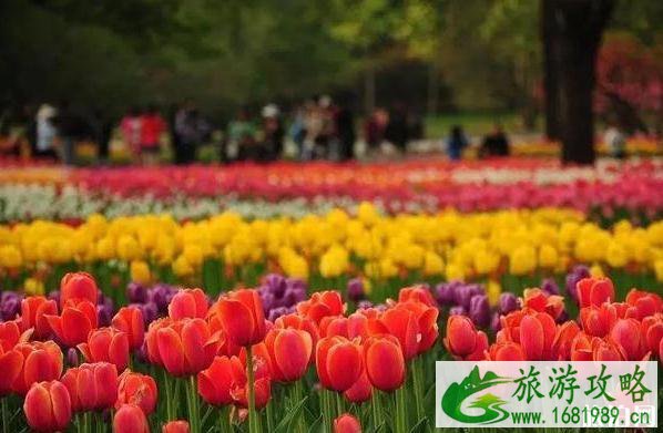 2020北京赏花时间表 地点+时间 2020北京赏花时间表 地点+时间