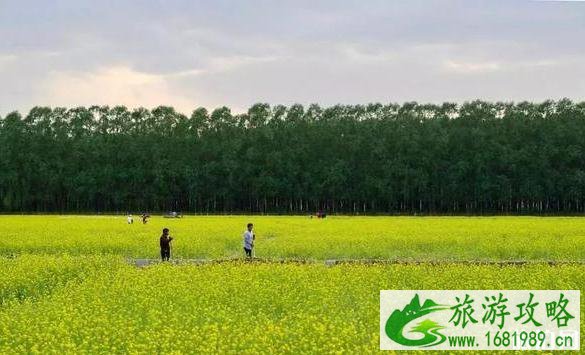 2020北京赏花时间表 地点+时间 2020北京赏花时间表 地点+时间
