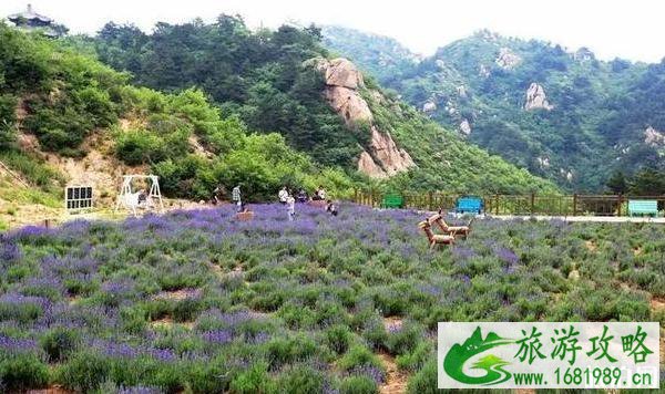 2020北京赏花时间表 地点+时间 2020北京赏花时间表 地点+时间
