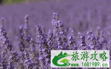 2020北京赏花时间表 地点+时间 2020北京赏花时间表 地点+时间