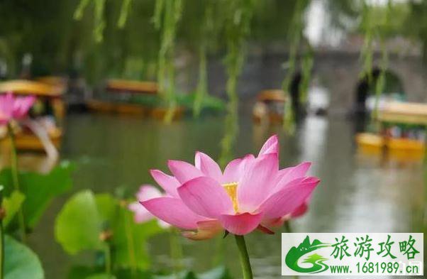 2020北京赏花时间表 地点+时间 2020北京赏花时间表 地点+时间