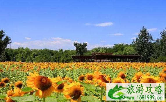 2020北京赏花时间表 地点+时间 2020北京赏花时间表 地点+时间