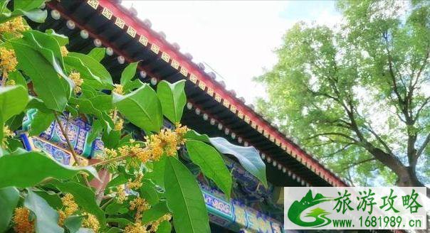2020北京赏花时间表 地点+时间 2020北京赏花时间表 地点+时间