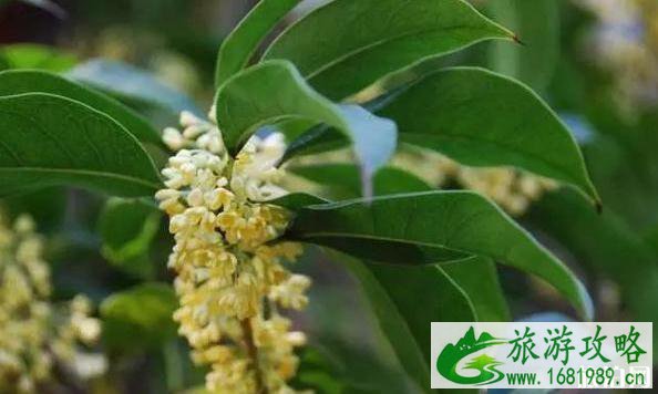 2020北京赏花时间表 地点+时间 2020北京赏花时间表 地点+时间